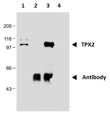 m01610 tpx2 primary antibodies ip testing 3