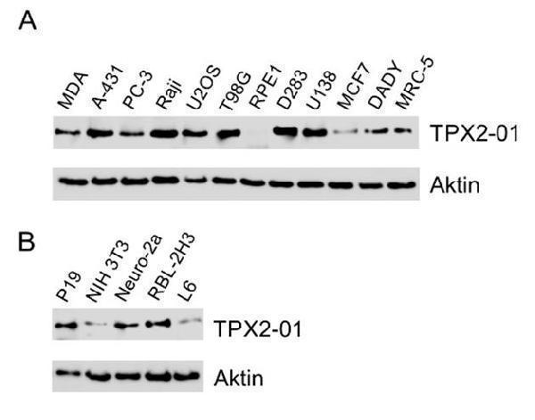 m01610 tpx2 primary antibodies wb testing 1
