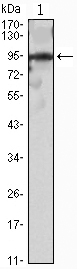 m01615 snai2 primary antibodyes wb testing 1