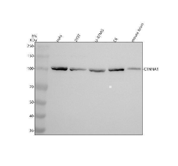 Western blot analysis of CTNNA1 using anti-CTNNA1 antibody (M01617)