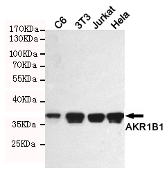 Western blotting validation for Anti-Aldose reductase AKR1B1 Monoclonal Antibody M01621-2
Western blot detection of AKR1B1 in C6
