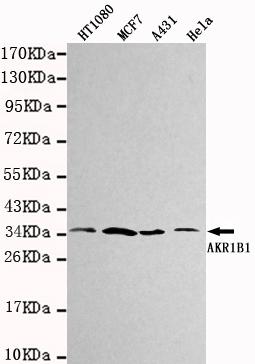 Western blot detection of AKR1B1 in HT1080, MCF7, A431&Hela cell lysates using AKR1B1 antibody (1:1000 diluted)