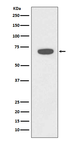 Western blot analysis of RAD18 expression in HeLa cell lysate