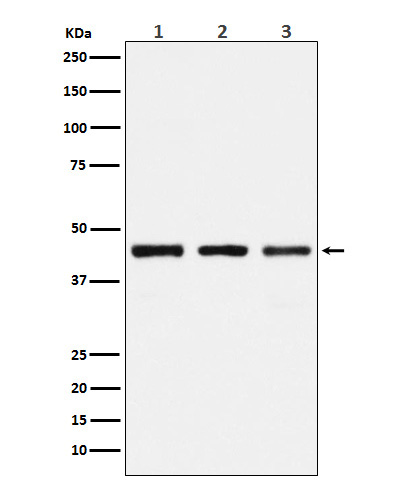 Western blot analysis of PGD expression in (1) 293 cell lysate; (2) Mouse kidney lysate; (3) Rat kidney lysate