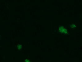 m01623 anti pgd mouse monoclonal antibody clone id oti2a5 if testing 10
