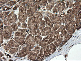 Immunohistochemical staining of paraffin-embedded Human pancreas tissue within the normal limits using anti-PGD mouse monoclonal antibody