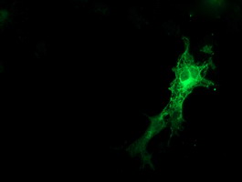 m01625 1 anti snap25 mouse monoclonal antibody clone id oti4b5 if testing 9