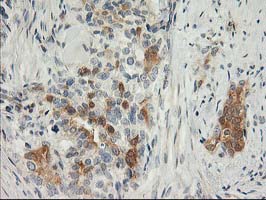 m01625 1 anti snap25 mouse monoclonal antibody clone id oti4b5 ihc testing 4