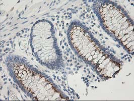 m01625 1 anti snap25 mouse monoclonal antibody clone id oti4b5 ihc testing 5