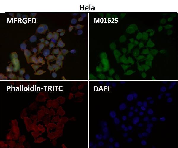 Immunofluorescent analysis using the Antibody at 1:50 dilution