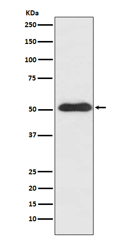 m01627 wb