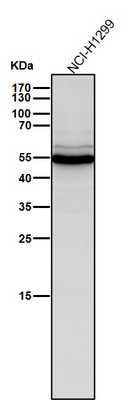 m01627 wb10