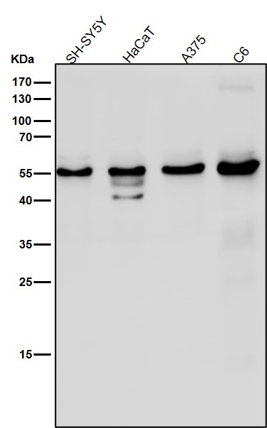 m01627 wb8