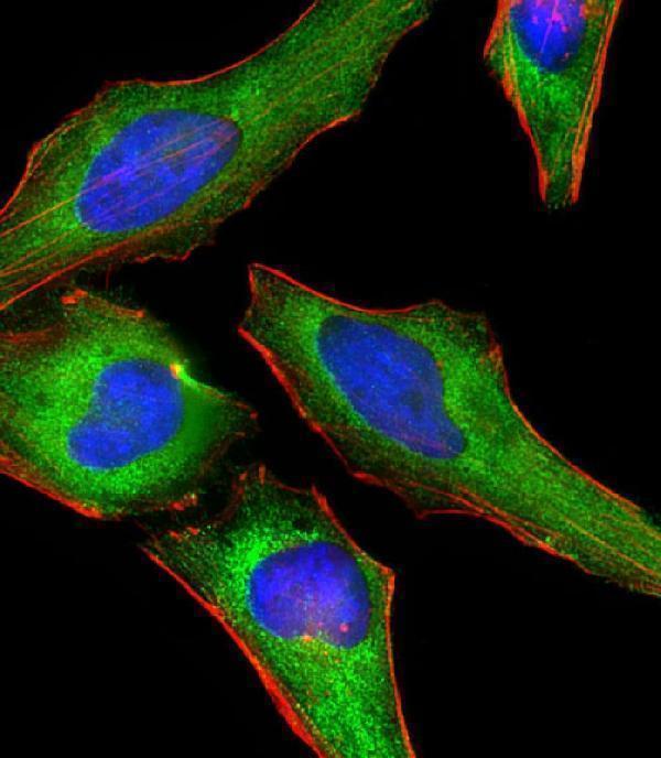 m01629 1 anti dnm2 antibody n term if testing 1