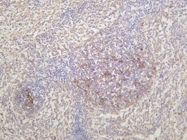 Rat spleen was stained with anti-CD21 rabbit antibody