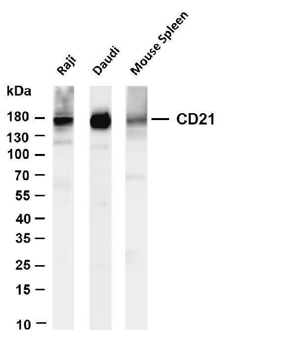 m01632 2 cr2 primary antibodies wb testing 1