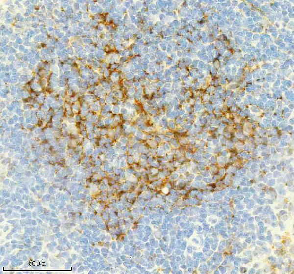 m01632 3 cd21 primary antibodies ihc testing 5