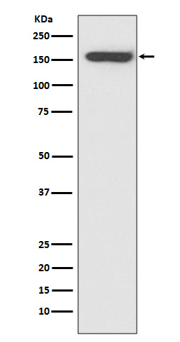 Western blot analysis of CD21 expression in Raji cell lysate