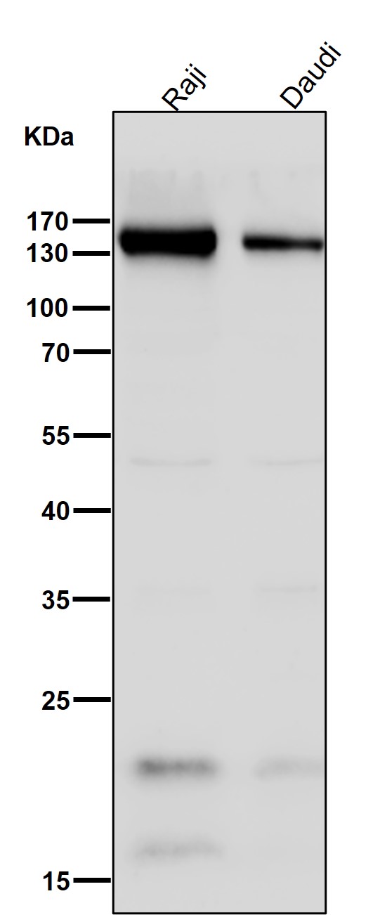 All lanes use the Antibody at 1:3K dilution for 1 hour at room temperature