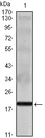 m01635 il16 primary antibodies wb testing 1