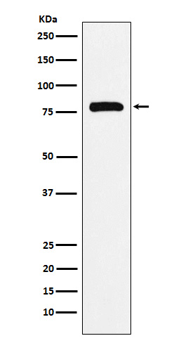 Western blot analysis of PAF1 expression in K562 cell lysate