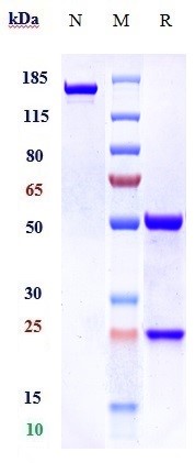 Anti-MUC16 Reference Antibody (oregovomab) on SDS-PAGE under reducing (R) condition