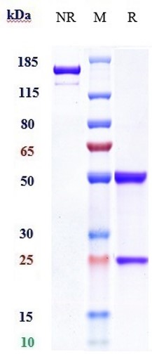 Anti-MUC16 Reference Antibody (Sofituzumab vedotin) on SDS-PAGE under reducing (R) condition