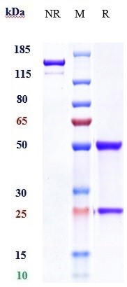 Anti-MUC16 Reference Antibody (sofituzumab) on SDS-PAGE under reducing (R) condition