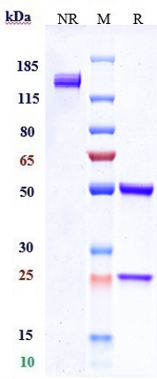Anti-MUC16 Reference Antibody (oregovomab-MMAE) on SDS-PAGE under reducing (R) condition