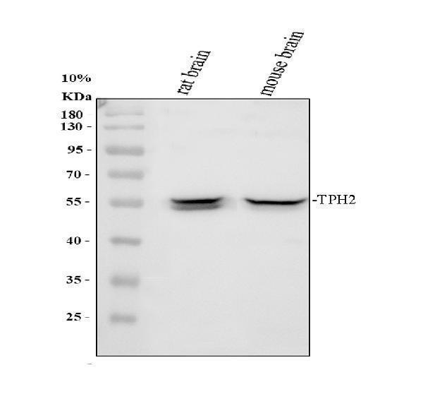 m01643 tph2 primary antibodies wb testing 1