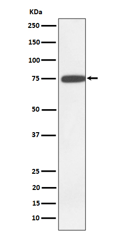 Western blot analysis of GNE expression in K562 cell lysate
