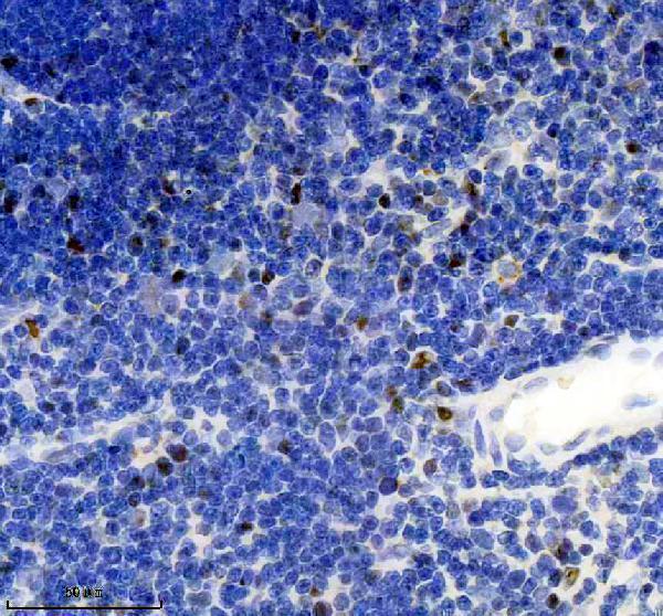 m01649 1 mcm7 primary antibodies ihc testing 1