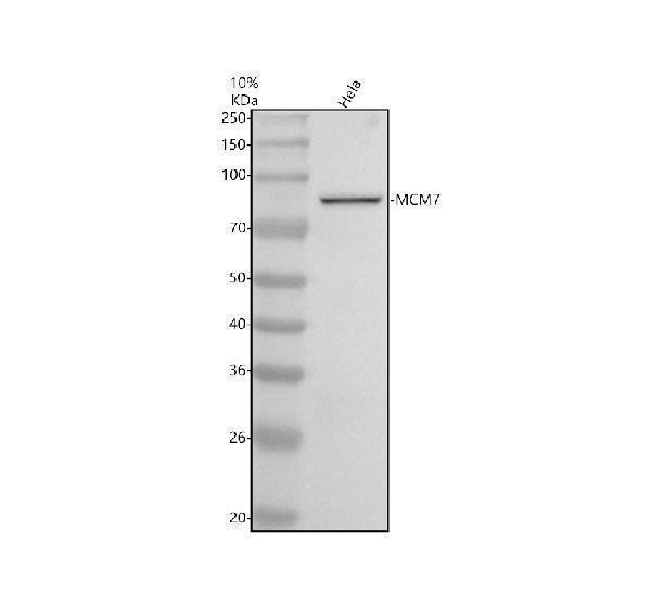 m01649 1 mcm7 primary antibodies wb testing 1
