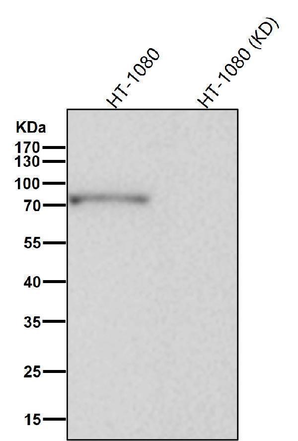 All lanes use the Antibody at 1:1K dilution for 1 hour at room temperature