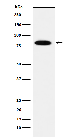 Western blot analysis of MCM7 expression in HeLa cell lysate