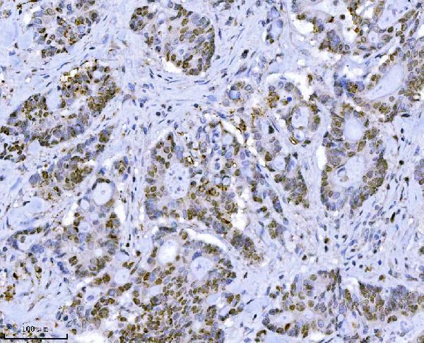 m01649 3 mcm7 primary antibodies ihc testing 4