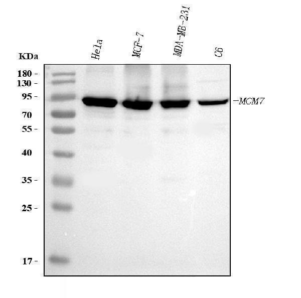  Western blot analysis of MCM7 using anti-MCM7 antibody (M01649-3)