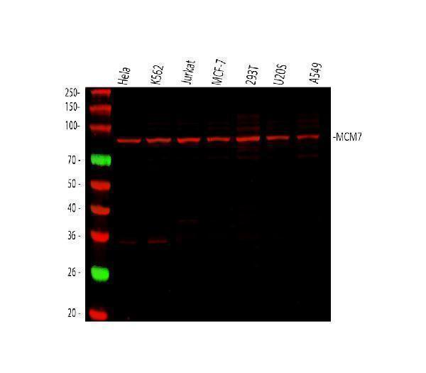  Western blot analysis of MCM7 using anti-MCM7 antibody (M01649-3)