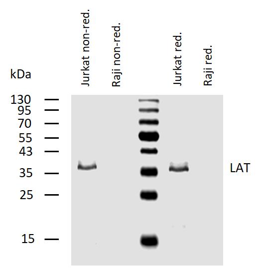 m01654 lat primary antibodies wb testing 1