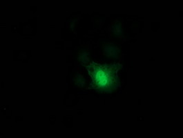 m01655 1 anti dck mouse monoclonal antibody clone id oti3f5 if testing 8