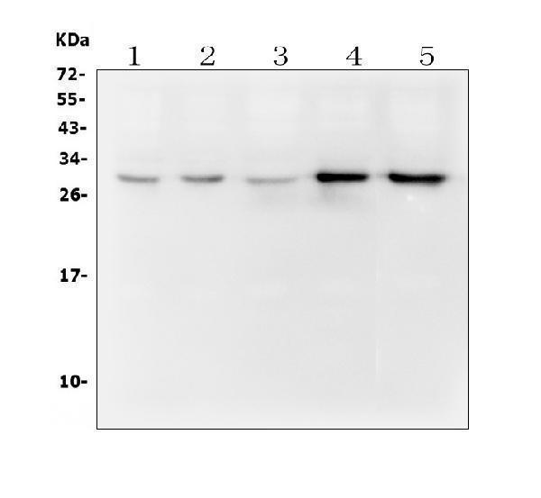 m01655 dck primary antibodies wb testing 1