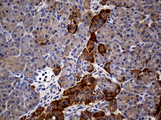 Immunohistochemical staining of paraffin-embedded Human pancreas tissue within the normal limits using anti-GRB10 mouse monoclonal antibody
