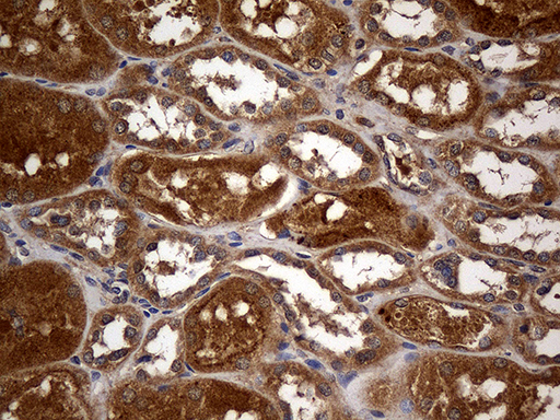 Immunohistochemical staining of paraffin-embedded Human Kidney tissue within the normal limits using anti-GRB10 mouse monoclonal antibody