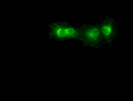 m01665 1 anti sox17 mouse monoclonal antibody clone id oti2g8 if testing 4