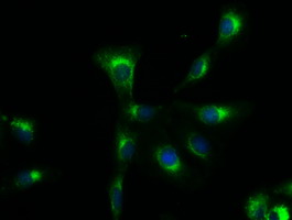 m01665 1 anti sox17 mouse monoclonal antibody clone id oti2g8 if testing 5