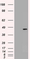 m01665 1 anti sox17 mouse monoclonal antibody clone id oti2g8 wb testing 1