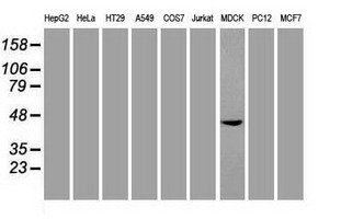 m01665 1 anti sox17 mouse monoclonal antibody clone id oti2g8 wb testing 2