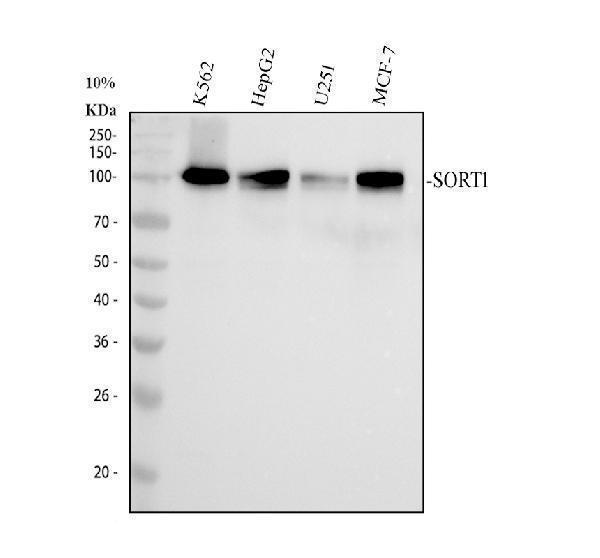 Western blot analysis of SORT1 using anti-SORT1 antibody (M01666-1)