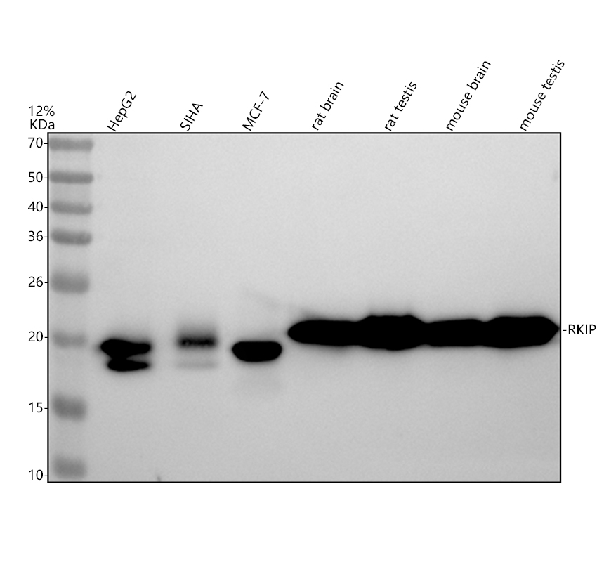 m01668 rkip primary antibodies wb testing 1