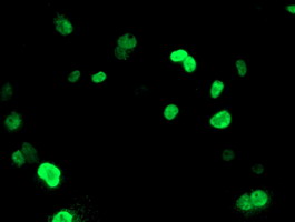 m01672 anti ung mouse monoclonal antibody clone id oti1a11 if testing 8